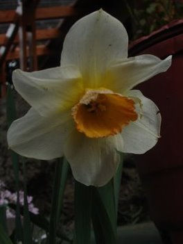 NARCISO TROMPETA BLANCA