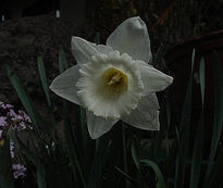 Narciso blanco