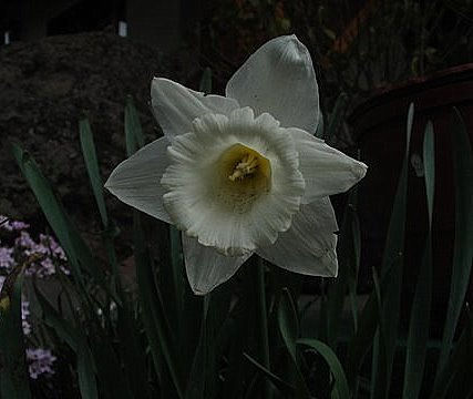 NARCISO BLANCO