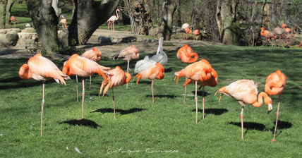 Flamencos al sol,...