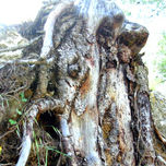 ESA-NATURAL-ESA.. thumbnail 1