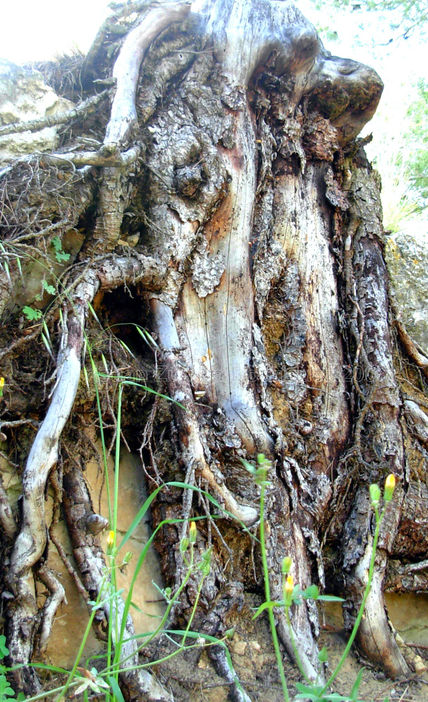 de TALLA natural...