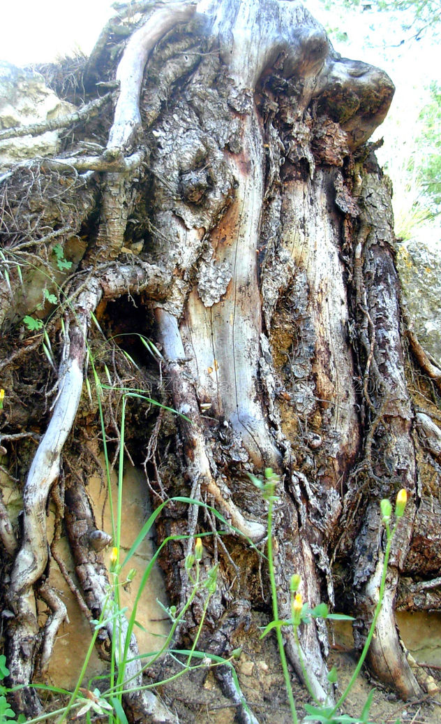 de TALLA natural (MadereNatural)ESA