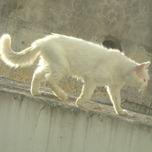 Fotografica thumbnail 1