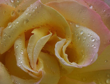 Rosa 1