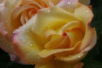 Rosa 3