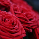 Rosas thumbnail 1