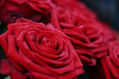 Rosa 5