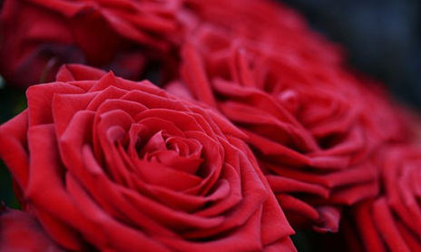 Rosas
