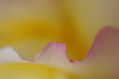 Paisaje en amarillo