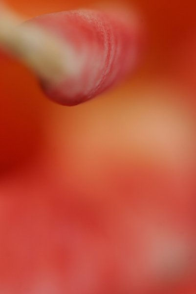 Pétalo en el universo naranja