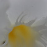 Abstracciones thumbnail 2