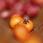 Bodegón desafinado thumbnail 2