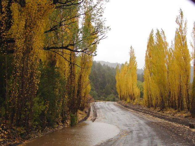 Lluvia Otoñal Naturaleza Color (Digital)