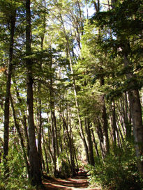 Bosque patagonico