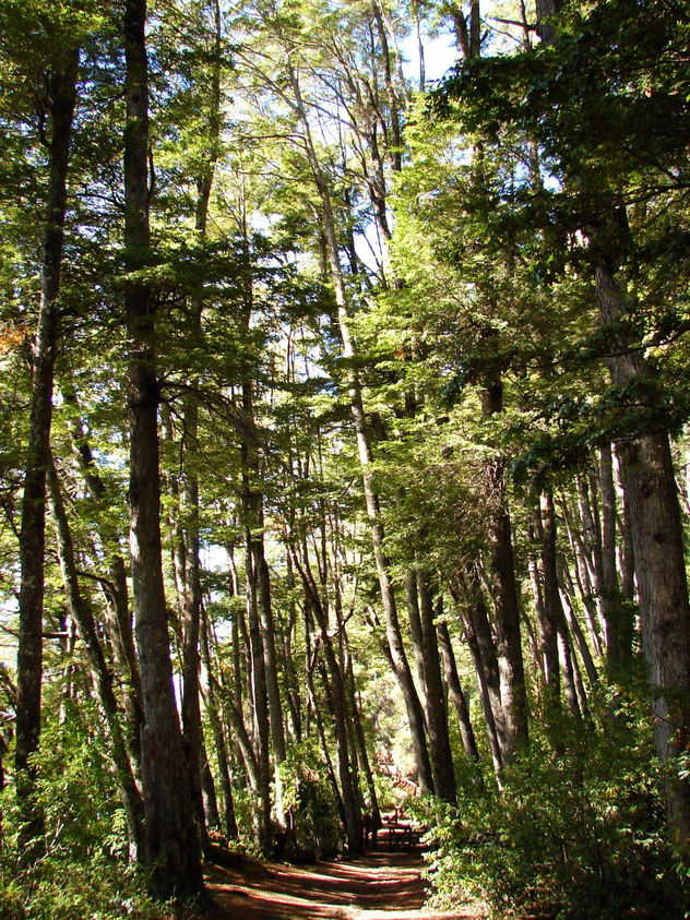Bosque patagonico