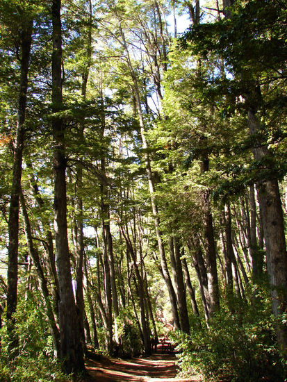 Bosque patagonico Naturaleza Color (Digital)