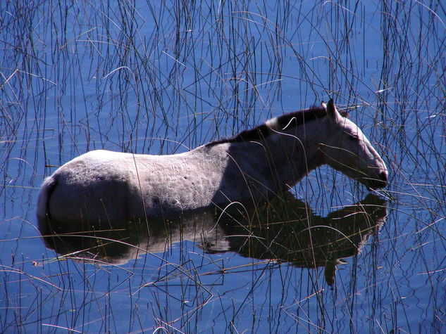 Caballo en el agua Naturaleza Color (Digital)