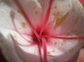 Armonia