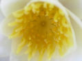 Estrella blanca