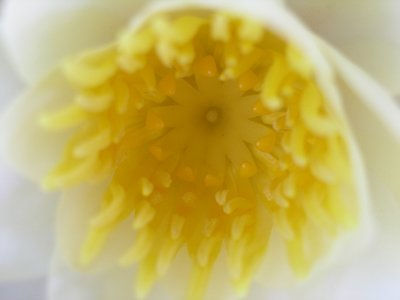 Estrella blanca