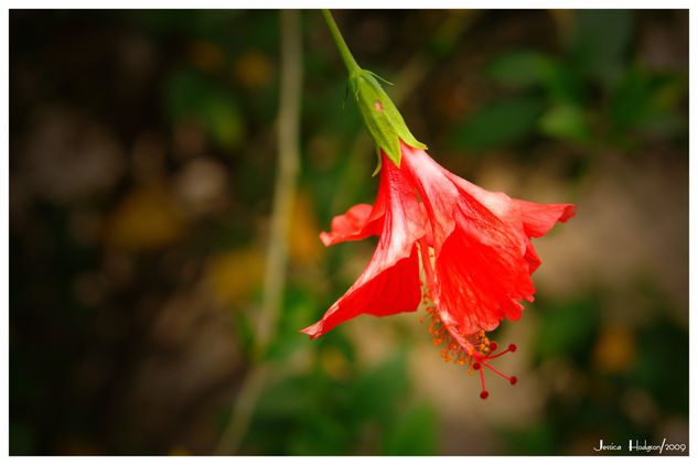 Rojo Nature Alternative techniques