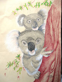 Koalas