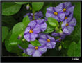 De flores 2