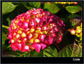 De flores 3
