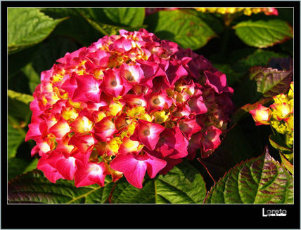 De flores 3