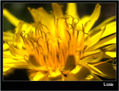 De flores 7