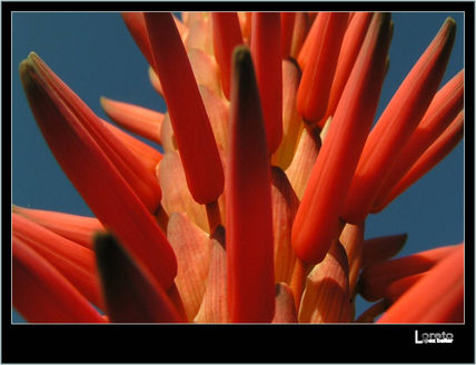 De flores 9