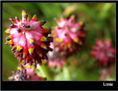 De flores 12