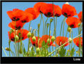 De flores 13