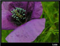 De flores 16