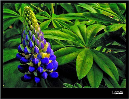 De flores 17