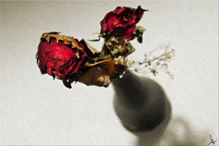 Dead roses