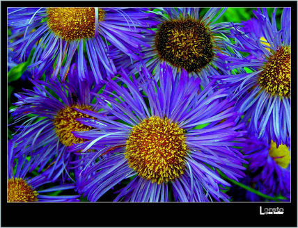 Flor 22
