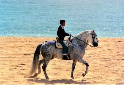 Caballo en la playa
