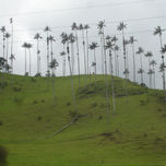 Naturaleza (Árboles) thumbnail 1