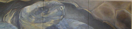 Tortuga Galapago