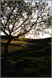 Atardecer en el nogal