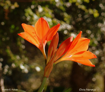 Clivis  naranja