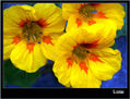 FLOR 23