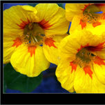 Flores thumbnail 2