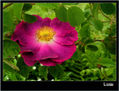 FLOR 24