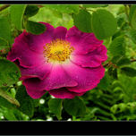 Flores thumbnail 1