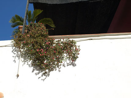 Muro y planta