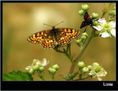 MARIPOSA IXX