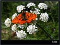 MARIPOSA XX